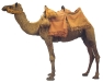 Camel4.jpg